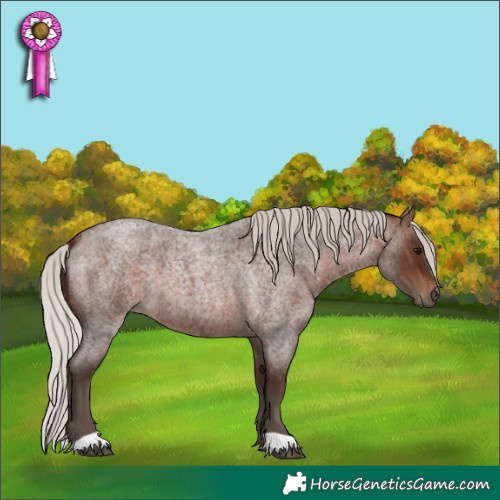 Horse Color:Silver Brown Roan