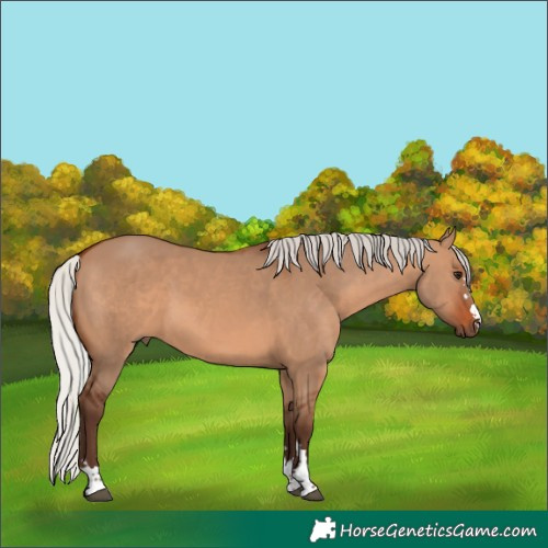 Horse Color:Silver Brown Dun