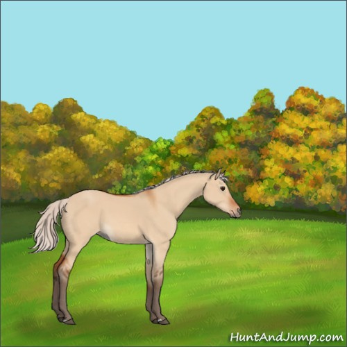 Horse Color:Silver Bay Dun