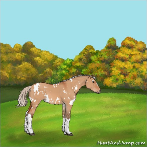 Horse Color:White Spotted Silver Bay Dun 