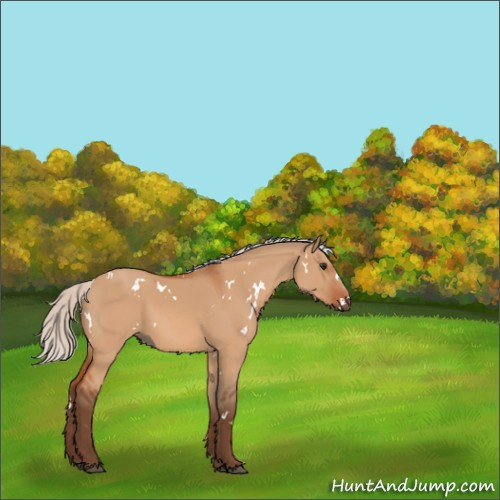 Horse Color:White Spotted Silver Bay Dun 