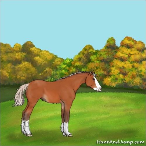 Horse Color:Silver Bay Splash 