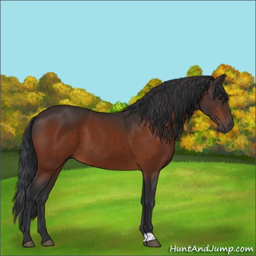 Horse Color:Brown 