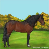 Horse Color:Brown 