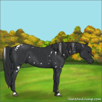 Horse Color:White Spotted Black 