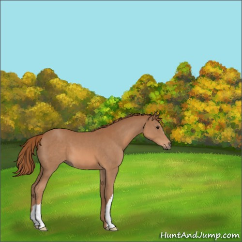 Horse Color:Chestnut 