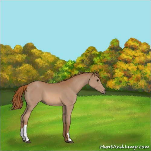 Horse Color:Chestnut 