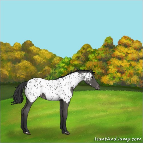 Horse Color:Black Appaloosa 