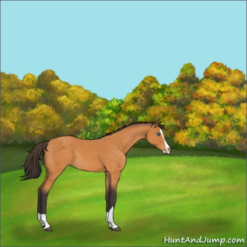 Horse Color:Buckskin Splash 