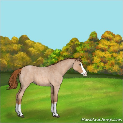 Horse Color:Red Roan Splash 
