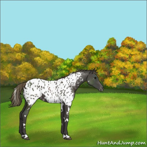 Horse Color:White Spotted Smoky Black Appaloosa