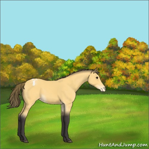 Horse Color:Buckskin Appaloosa 