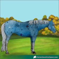 Horse Color:ERROR: UNKNOWN ANOMALY