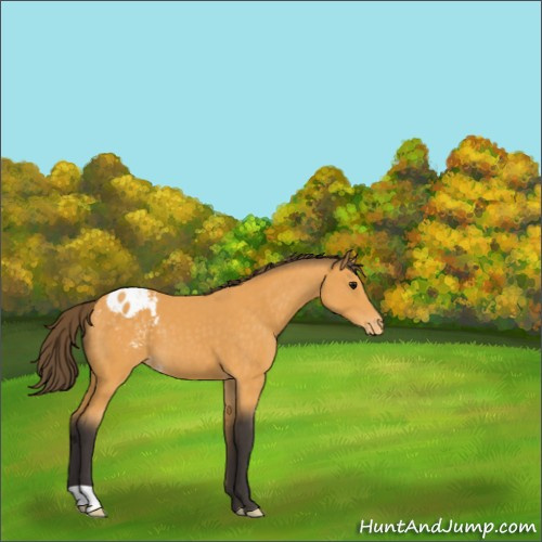 Horse Color:Buckskin Appaloosa 