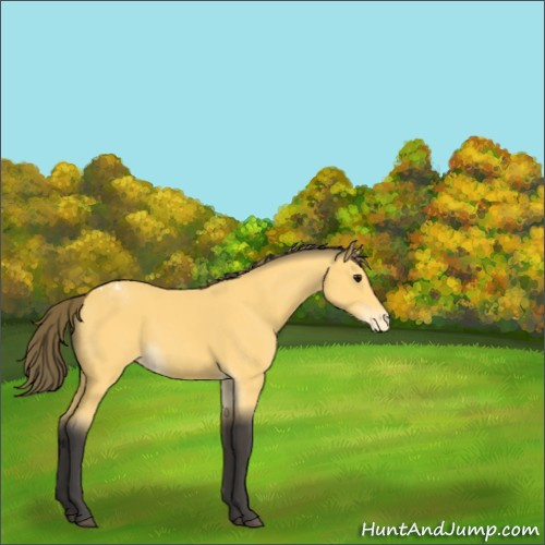 Horse Color:Buckskin Appaloosa