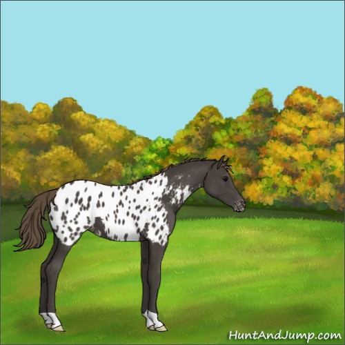Horse Color:Smoky Black Appaloosa