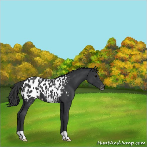Horse Color:Black Appaloosa 