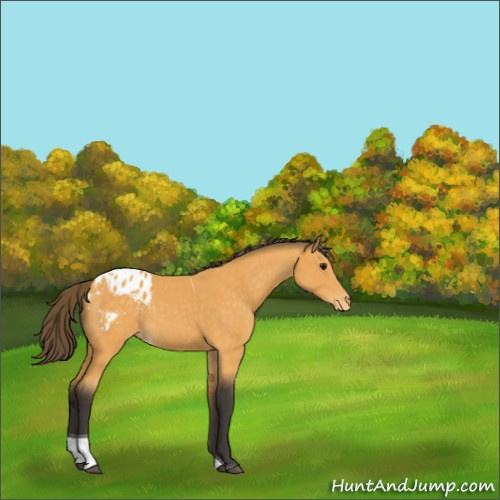 Horse Color:Buckskin Tobiano Appaloosa