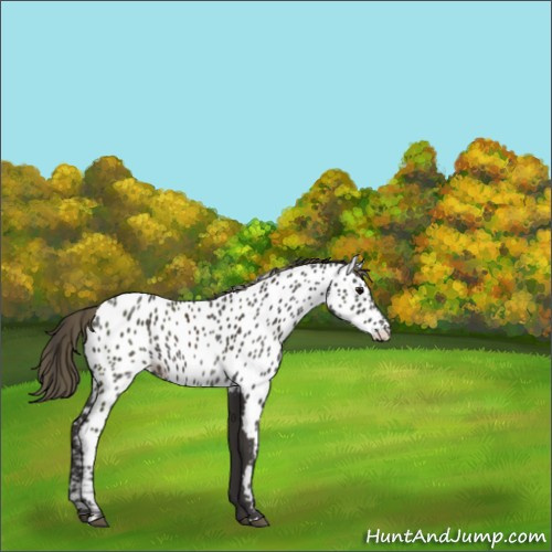 Horse Color:Smoky Black Appaloosa 