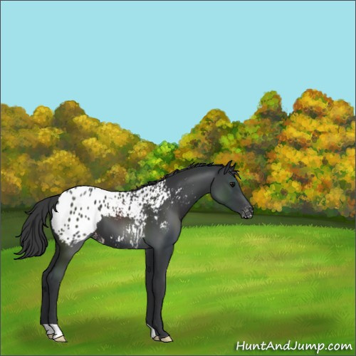 Horse Color:Black Appaloosa 