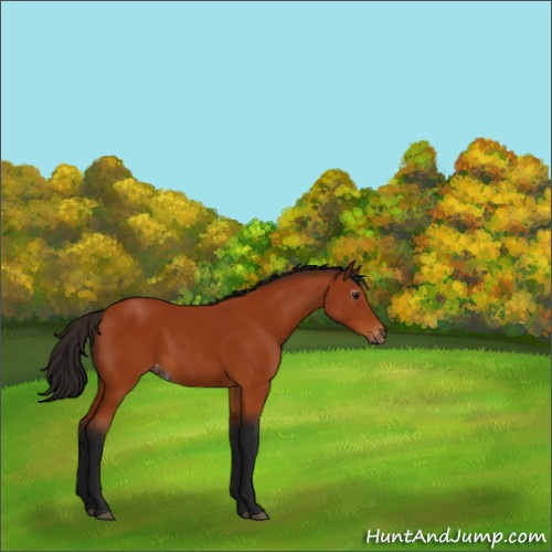 Horse Color:Gray Bay Appaloosa