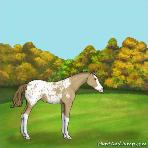Horse Color:Buckskin Splash Appaloosa 