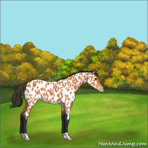 Horse Color:Bay Appaloosa 