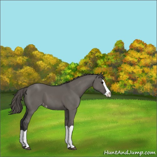 Horse Color:Grullo Splash Appaloosa 