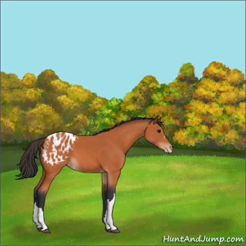 Horse Color:Bay Appaloosa 