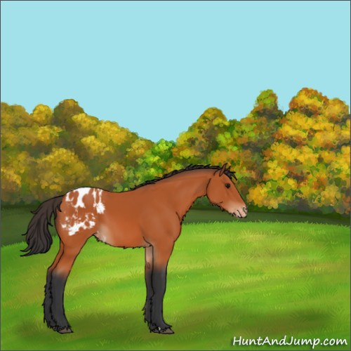 Horse Color:Bay Appaloosa 