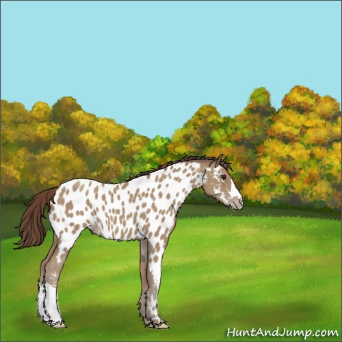 Horse Color:Classic Champagne Appaloosa