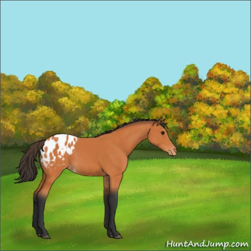 Horse Color:Bay Appaloosa 