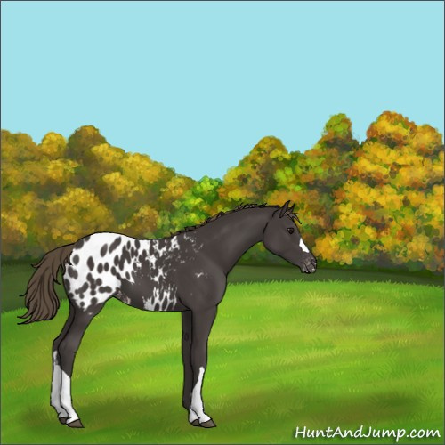 Horse Color:Smoky Black Appaloosa 