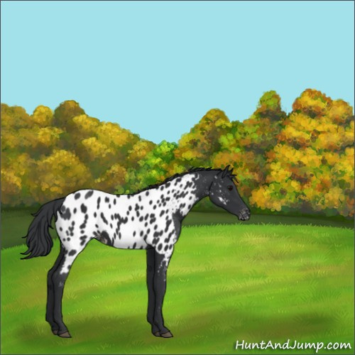 Horse Color:Black Appaloosa
