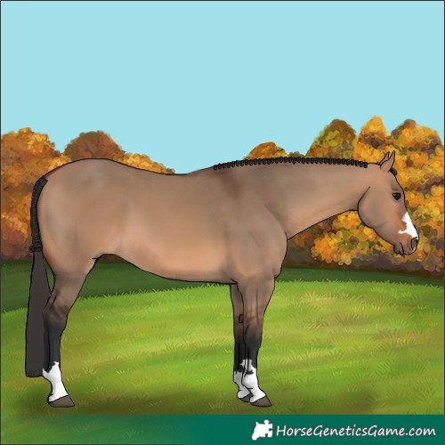 Horse Color:Bay Dun