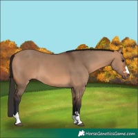 Horse Color:Bay Dun 