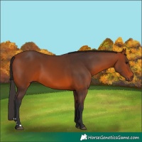 Horse Color:Bay 