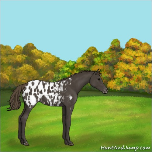 Horse Color:Smoky Black Appaloosa 