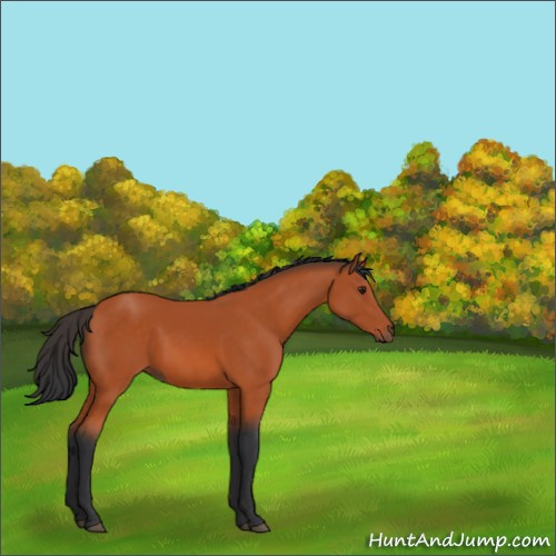 Horse Color:Brown 