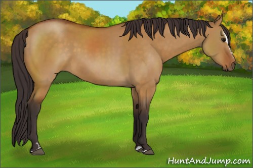 Horse Color:Buckskin Dun Sabino 