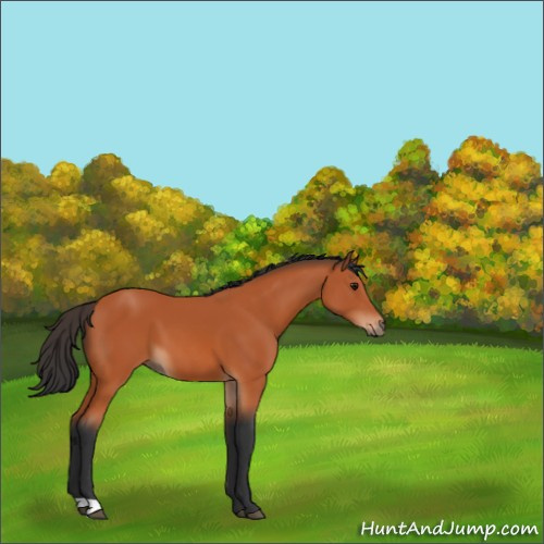 Horse Color:Bay 