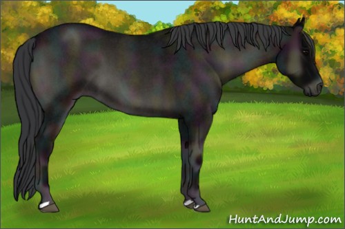 Horse Color:Midnight Blue Onyx Roan