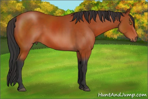 Horse Color:Bay 