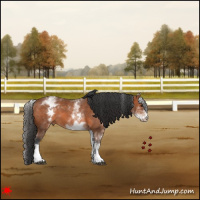 Horse Color:White Spotted Bay 