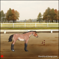 Horse Color:Bay Roan 