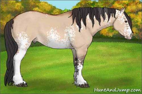 Horse Color:White Spotted Bay Dun 