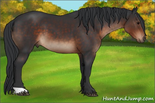 Horse Color:Brown 