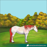 Horse Color:Painted Buckskin Ice Onyx Appaloosa 