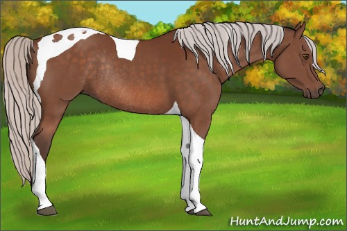 Horse Color:Silver Brown Mushroom Tobiano Rabicano 
