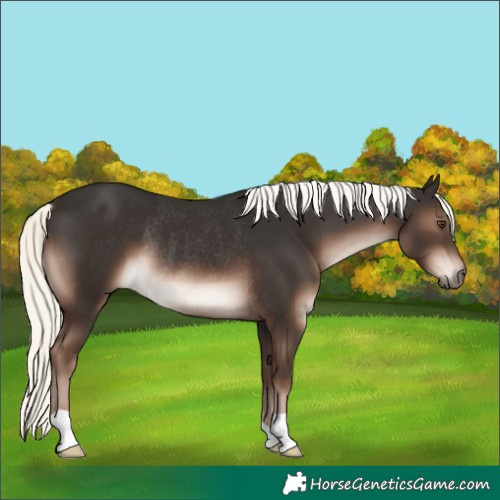 Horse Color:Liver Chestnut Mushroom Rabicano 